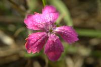 Dianthus armeria