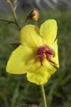 Verbascum blattaria