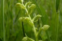 Dactylorhiza viridis
