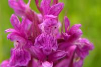 Dactylorhiza praetermissa