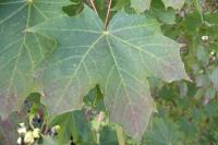 Acer platanoides