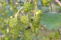 Alnus glutinosa
