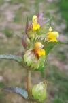 Rhinanthus minor