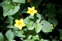 Lysimachia nemorum