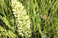 Himantoglossum hircinum