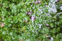 Nasturtium officinale