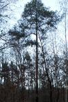 Pinus sylvestris