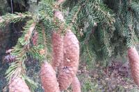 Picea abies