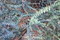 Lysimachia nummularia