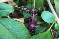 Phytolacca americana