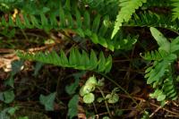 Polypodium vulgare