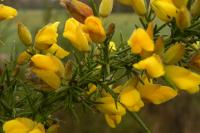 Ulex europaeus