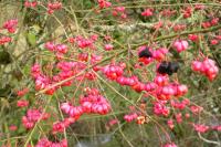 Euonymus europaeus