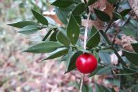 Ruscus aculeatus