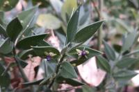 Ruscus aculeatus