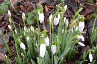 Galanthus nivalis
