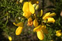 Ulex europaeus