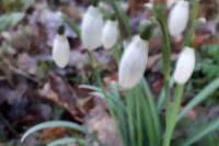 Galanthus nivalis