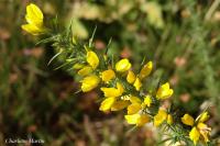Ulex minor