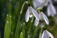 Galanthus nivalis