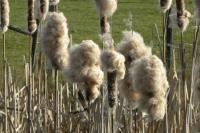 Typha latifolia