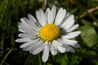 Bellis perennis