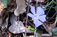 Vinca minor