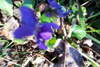Viola odorata