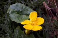 Caltha palustris