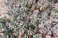 Euphorbia amygdaloides