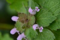 Lamium purpureum