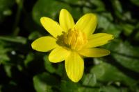 Ficaria verna