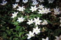 Anemone nemorosa