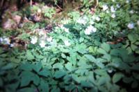 Isopyrum thalictroides