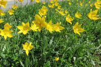 Tulipa sylvestris