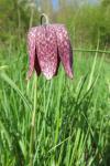 Fritillaria meleagris