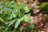 Helleborus viridis