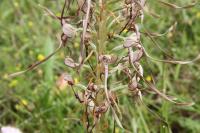 Himantoglossum hircinum