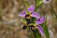 Ophrys apifera