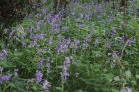 Hyacinthoides non-scripta