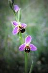 Ophrys apifera