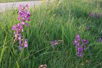 Anacamptis morio