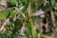 Iris foetidissima