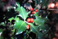 Ilex aquifolium