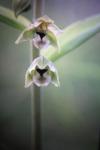 Epipactis helleborine