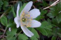 Anemone nemorosa