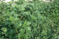 Artemisia vulgaris