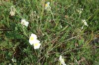 Helianthemum apenninum