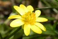 Ficaria verna
