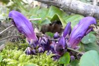 Lathraea clandestina